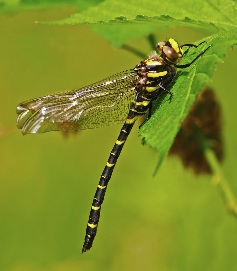 Gold ringed Dragonfly inflating wings